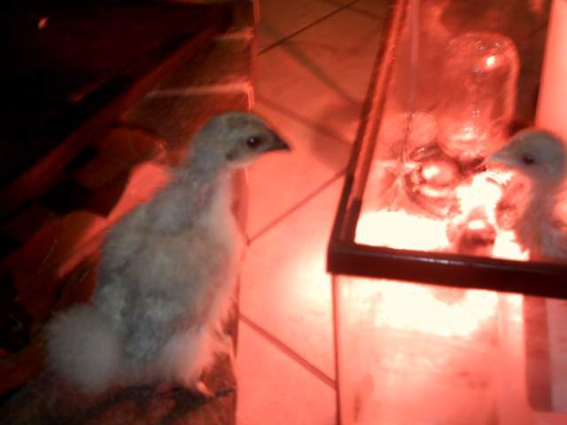 21908_chickens_011.jpg