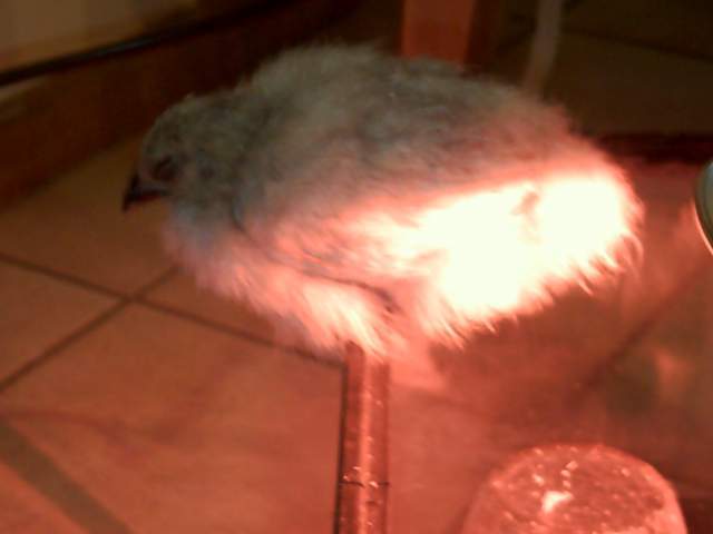 21908_chickens_015.jpg