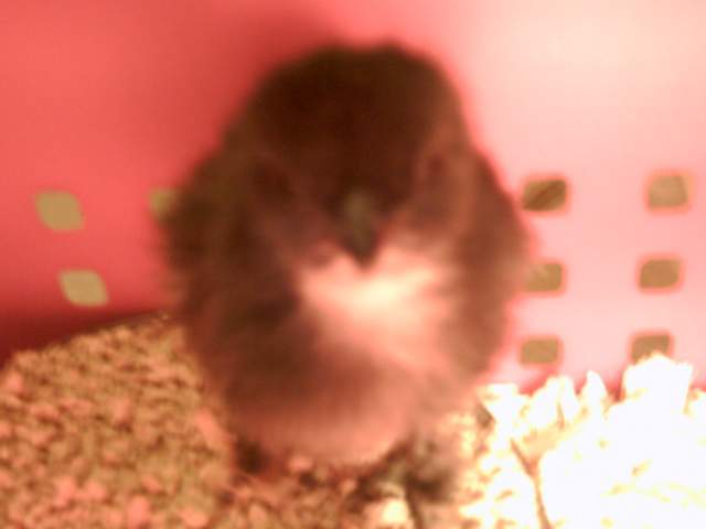 21908_chickens_076.jpg