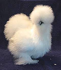 21908_silkies.jpg