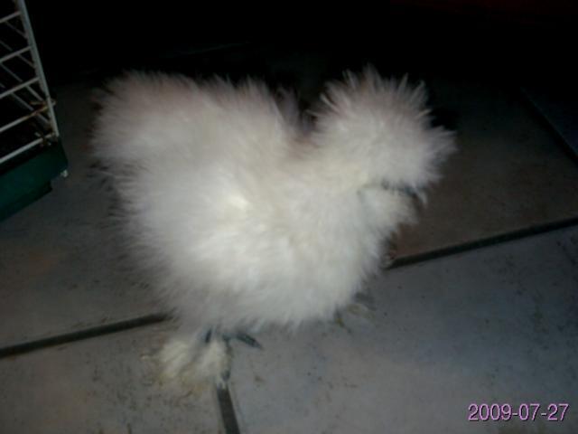 21908_silkies_001.jpg