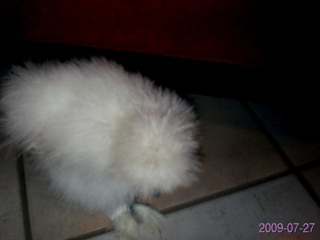 21908_silkies_002.jpg