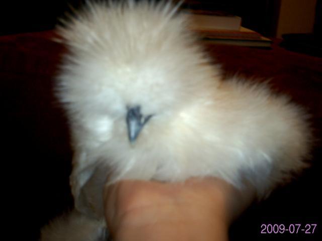 21908_silkies_003.jpg