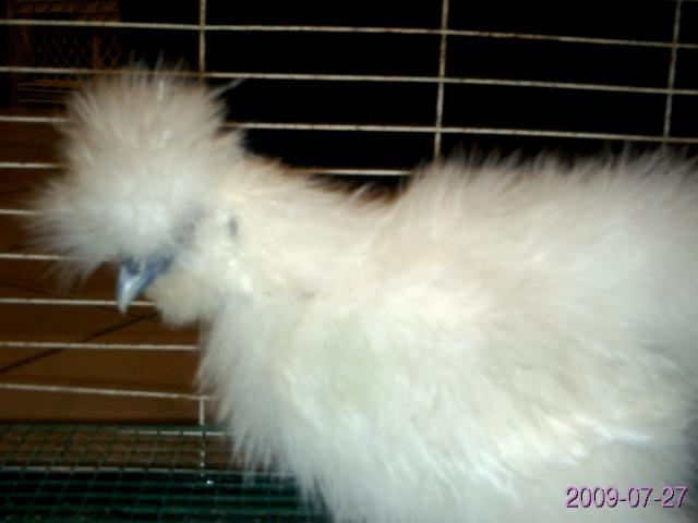 21908_silkies_004.jpg