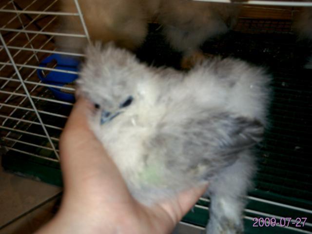 21908_silkies_007.jpg