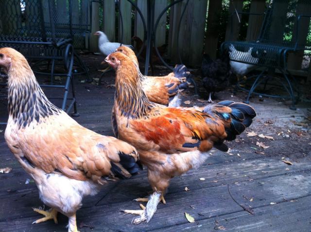 Buff Brahma rooster?  BackYard Chickens - Learn How to Raise Chickens