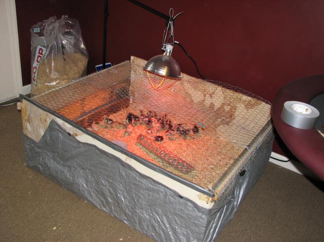 21925_chickens_007.jpg