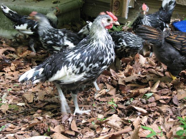 21925_may_15_2009-_chickens_002.jpg