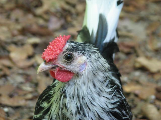 21925_may_17_2009-_chickens_014.jpg