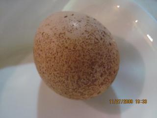 21930_new_egg_and_big_dog_003.jpg