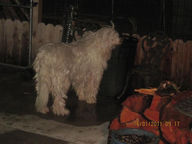 21930_puppy_drinking_002.jpg