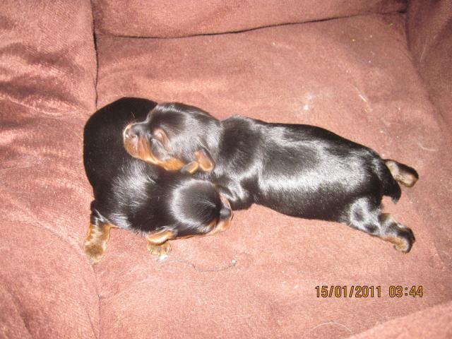 21930_puppy_eggs_014.jpg