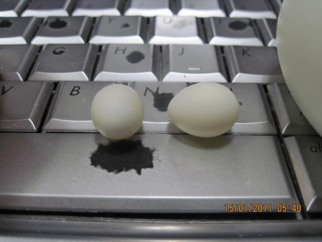 21930_puppy_eggs_018.jpg