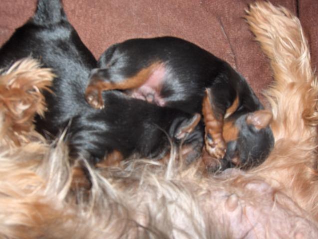 21930_spot_and_sparky_009.jpg