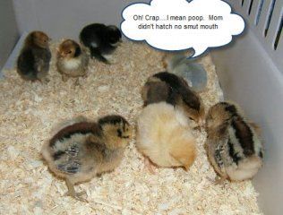 2194_baby_chicks.jpg