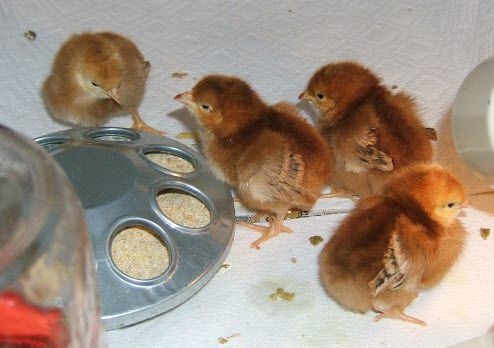 2194_baby_chicks_-_rir.jpg