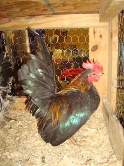 21968_dsc07129.jpg