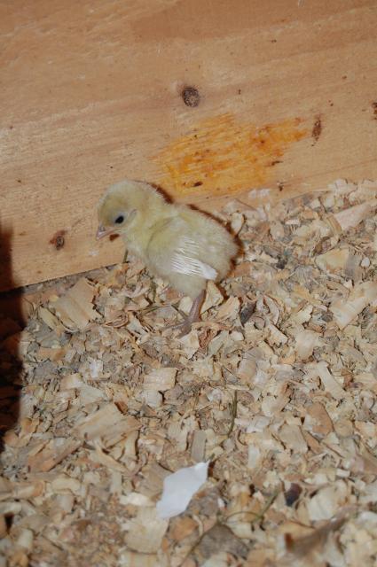 21968_dsc_0665.jpg