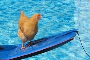 21969_chicken_on_a_boogie_board.jpg