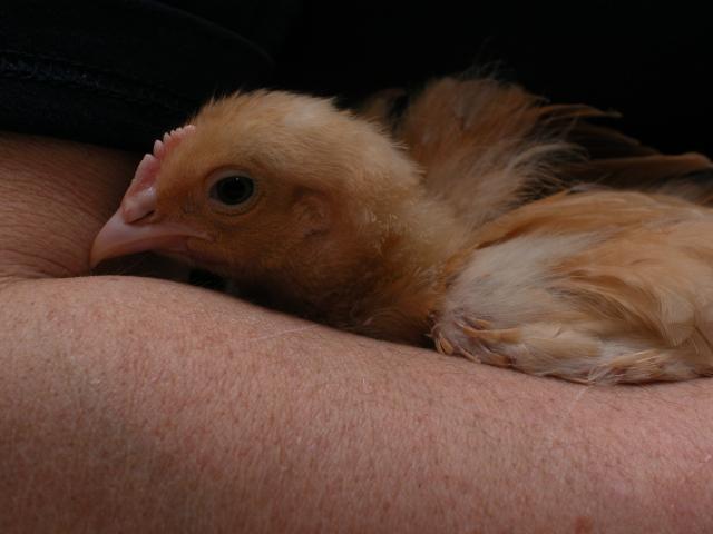 21969_rooster_snuggle.jpg