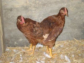 2198_chickens_002.jpg