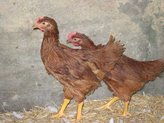 2198_chickens_003.jpg