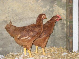 2198_chickens_005.jpg