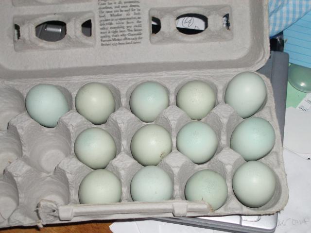 21997_404.jpg