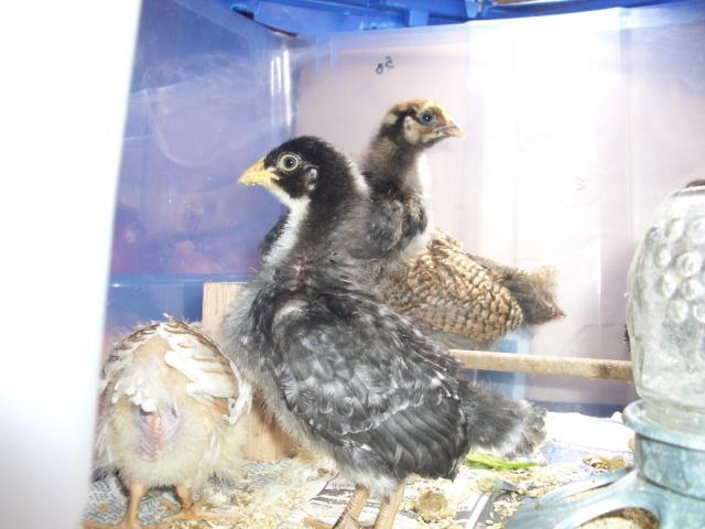 21997_chicks113.jpg