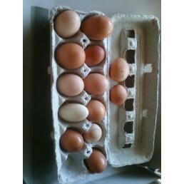 21997_eggscarton.jpg