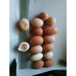 21997_eggssize.jpg