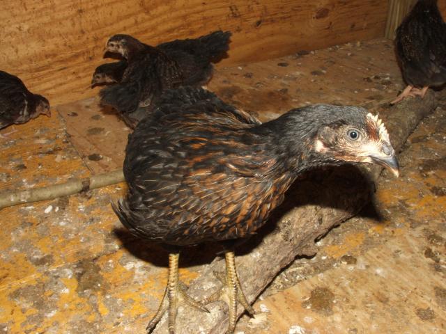 Black Sex Link Pullet Or What Prove My Mil Wrong Page 5 Backyard