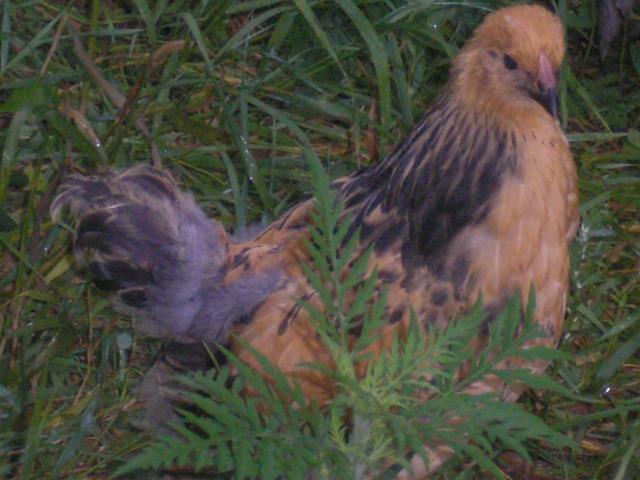 22071_07-24-2009_056.jpg