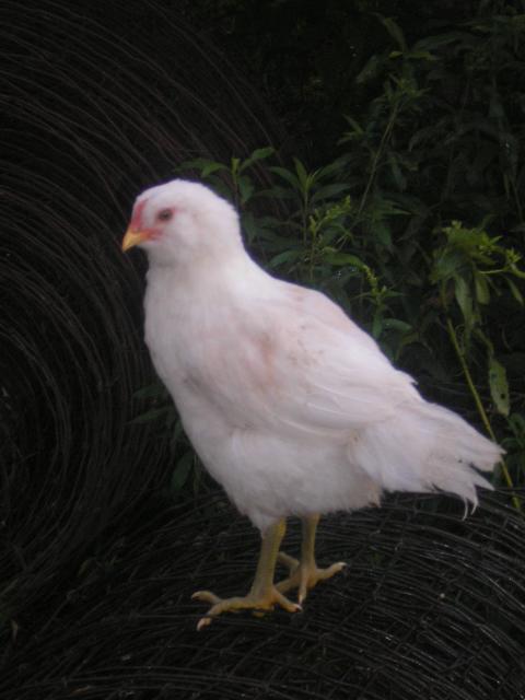22071_07-24-2009_059.jpg