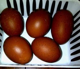 22072_byc_eggs.jpg