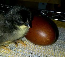 22072_chick_from_darkest_egg.jpg