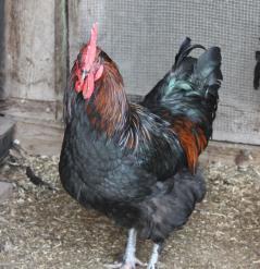 22072_cockerel1.jpg