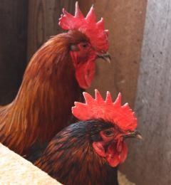 22072_cockerels_heads.jpg