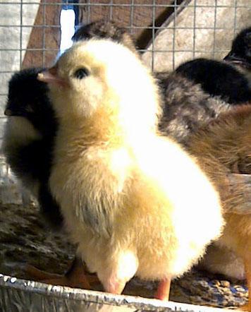 22072_day_old_chick.jpg