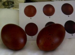 22072_eggs232011.jpg