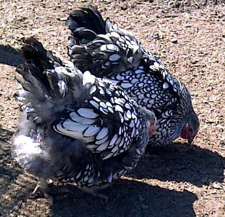22072_hens.jpg