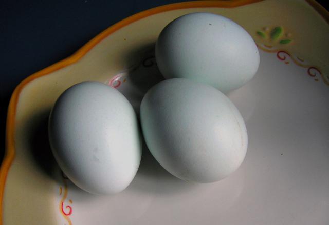 22072_jan2010eggs.jpg