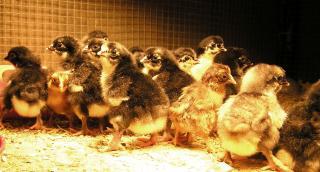 22072_marans_chicks.jpg