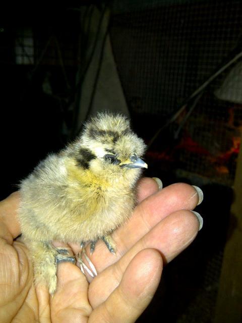 22072_partridge_chick.jpg