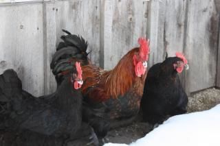 22072_snow_eaters.jpg
