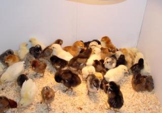 22075_chickbrooder022111_003.jpg