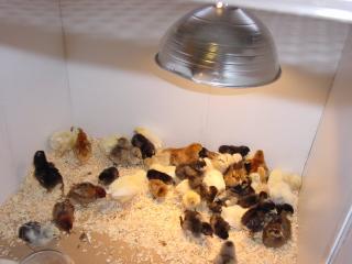 22075_chickbrooder022111_004.jpg