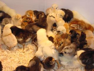 22075_chickbrooder022111_005.jpg