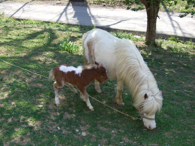 22089_new_foal_2_days_old_on_04112011_005.jpg
