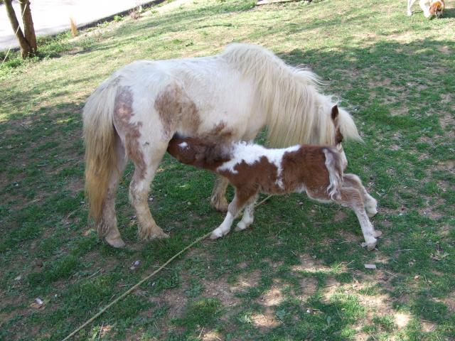 22089_new_foal_2_days_old_on_04112011_007.jpg